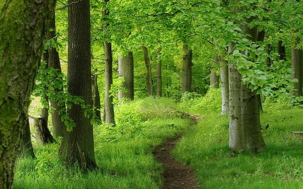 erdő, fák, fű, ösvény